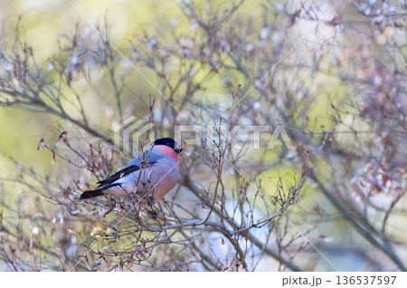 枝に止まり種を食べるウソ 136537597