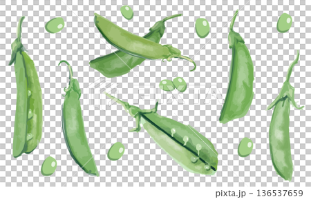水彩插畫集:甜豌豆 水彩插畫集:甜豌豆 136537659
