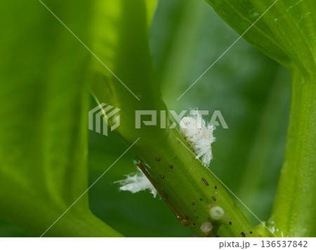 葉に止まるハゴロモ 葉に止まるハゴロモ 136537842