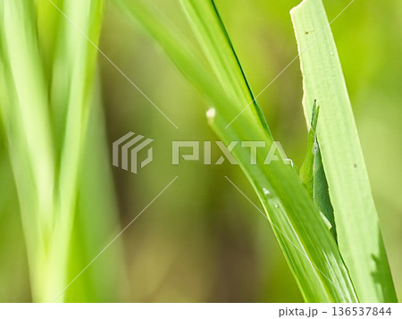 笹の葉に留まるバッタ 136537844