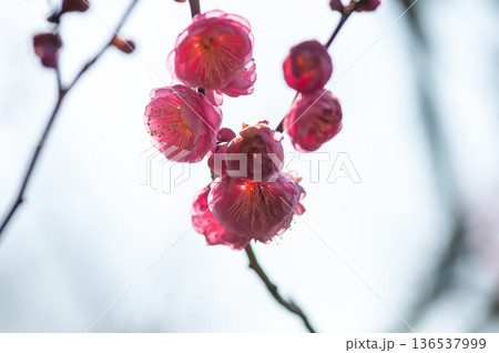 春を告げる紅梅の花 春を告げる紅梅の花 136537999
