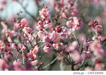ピンク色の梅の花が咲いています ピンク色の梅の花が咲いています 136538000