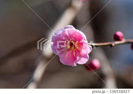春を告げる梅の花 136538027