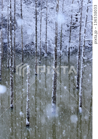 雪の都立小山内裏公園水没林 雪の都立小山内裏公園水没林 136538033