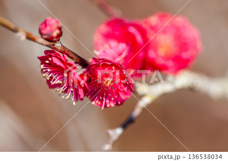 赤い梅の花 136538034