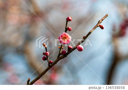 春を告げる梅の花 136538038