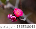 春を告げる紅梅の花 136538043