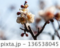 白い梅の花 136538045