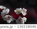 白い梅の花 136538046
