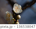 白い梅の花 136538047