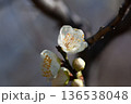 白い梅の花 136538048