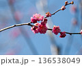 赤い梅の花 136538049