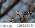 咲き始めの梅の花 136538050