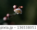 春の訪れを告げる梅 136538051