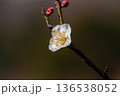 梅の花 136538052