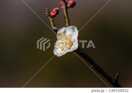梅の花 梅の花 136538052