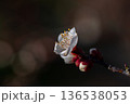 春を告げる白梅の花 136538053