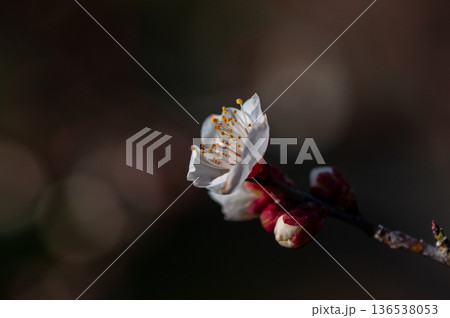 春を告げる白梅の花 136538053