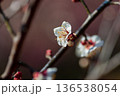 早春の日差しを浴びて咲き始めた梅の花 136538054