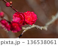 赤い梅の花 136538061