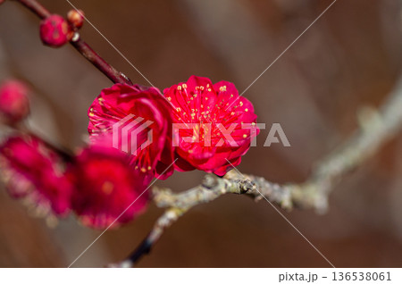 赤い梅の花 136538061