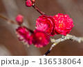 赤い梅の花 136538064