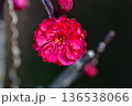 赤い梅の花 136538066