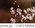 冬の日差しを浴びて輝く満開の紅梅 136538068