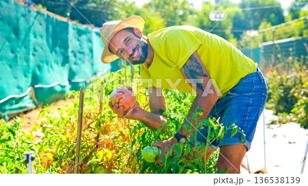 Happy man harvesting fresh organic tomatoes in garden Happy man harvesting fresh organic tomatoes in garden 136538139