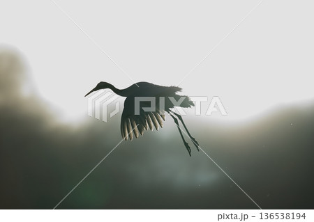逆光で飛ぶ丹頂鶴 136538194