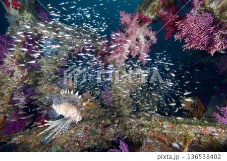水中写真 東伊豆 富戸 ミノカサゴ 水中写真 東伊豆 富戸 ミノカサゴ 136538402