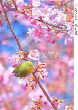 縦の枝にとまるメジロと満開の河津桜 神奈川県松田町 西平畑公園 縦の枝にとまるメジロと満開の河津桜 神奈川県松田町 西平畑公園 136538448