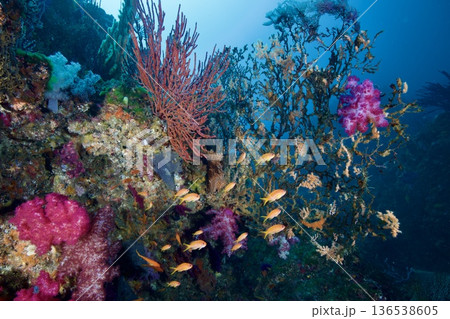 水中写真 東伊豆 北川 キンギョハナダイ 水中写真 東伊豆 北川 キンギョハナダイ 136538605