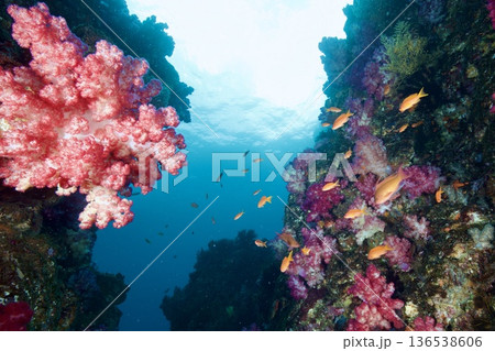 水中写真 東伊豆 北川 キンギョハナダイ 水中写真 東伊豆 北川 キンギョハナダイ 136538606