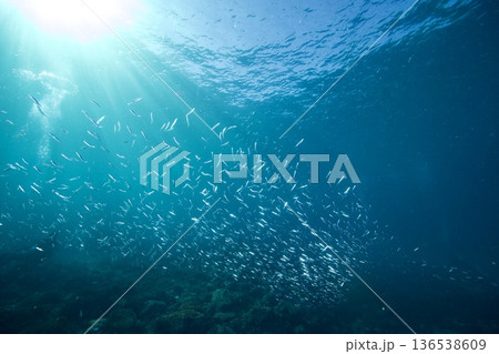 水中写真 東伊豆 富戸 キビナゴ 水中写真 東伊豆 富戸 キビナゴ 136538609