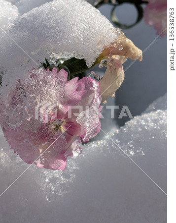 雪の上に浮かぶ花、アラセイトウ　雪風景 136538763