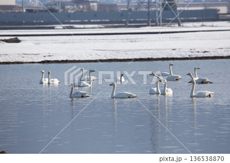 冬の訪問者 冬の訪問者 136538870