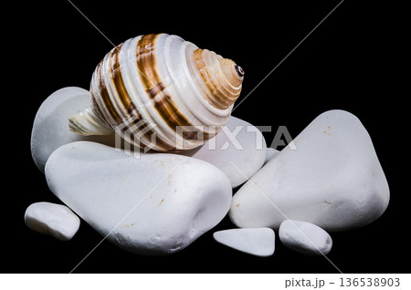 Striped Tonna Sulcosa Seashell Balanced On Smooth White Stones 136538903