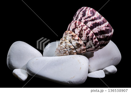 Maculated Top Shell Balanced On Smooth White Zen Stones Maculated Top Shell Balanced On Smooth White Zen Stones 136538907