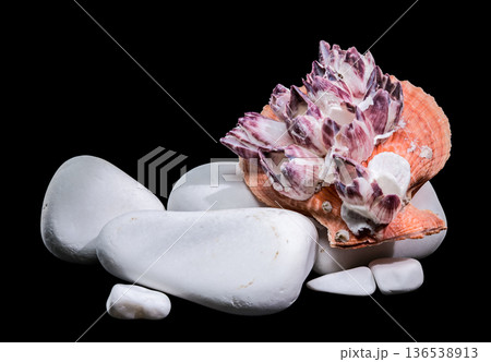 Orange Scallop Shell with Purple Barnacles on White Zen Stones 136538913