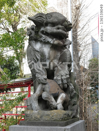 横浜市神奈川区の熊野神社にある狛犬(阿形) 横浜市神奈川区の熊野神社にある狛犬(阿形) 136539049