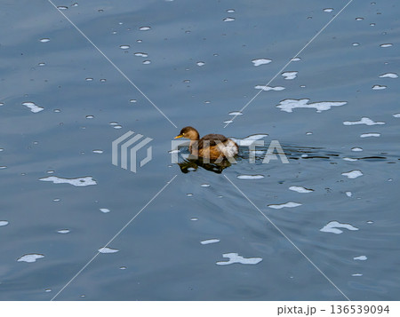 水面に浮かぶカイツブリ 水面に浮かぶカイツブリ 136539094