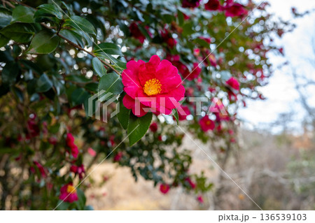 冬に咲くサザンカの花 冬に咲くサザンカの花 136539103
