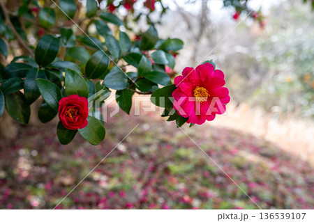 冬に咲くサザンカの花 136539107