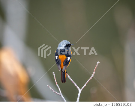 木の枝にとまるジョウビタキのオス 136539108