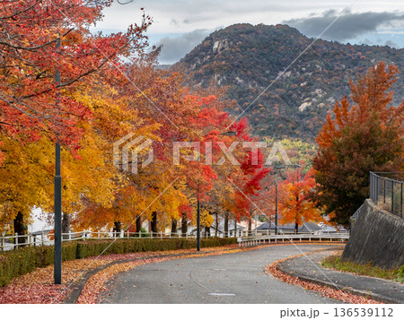 紅葉したグリーンヒル郷原のタイワンフウ 紅葉したグリーンヒル郷原のタイワンフウ 136539112