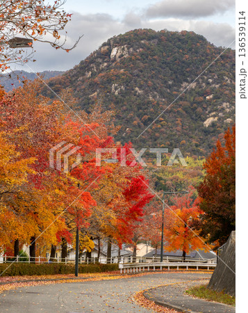 紅葉したグリーンヒル郷原のタイワンフウ 136539114