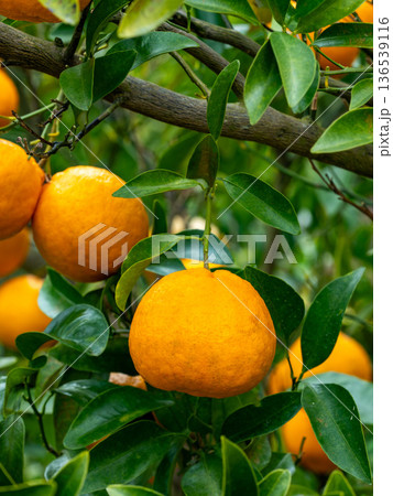 木に実っているポンカン 木に実っているポンカン 136539116
