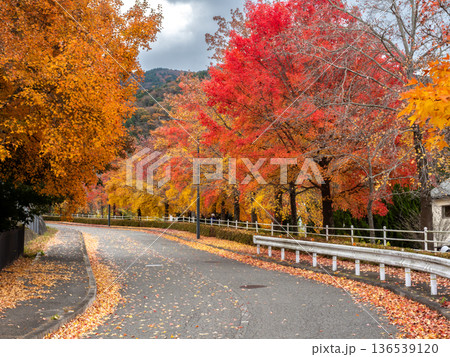 紅葉したグリーンヒル郷原のタイワンフウ 136539120