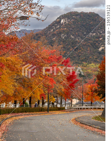 紅葉したグリーンヒル郷原のタイワンフウ 136539121